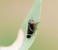 Eurymeloides bicincta