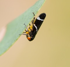 Eurymeloides bicincta