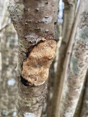 Dichomitus campestris