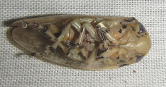 Ptyelus