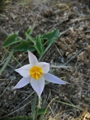 Tulipa patens