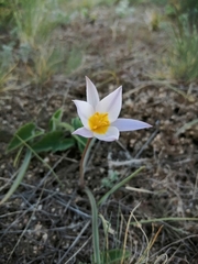 Tulipa patens