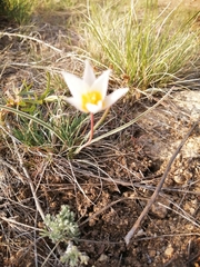 Tulipa patens