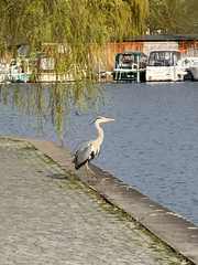 Ardea cinerea