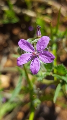 Erodium