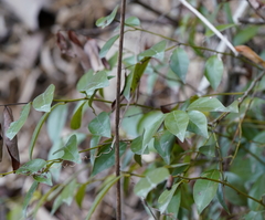 Lindera akoensis