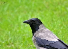 Corvus cornix