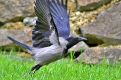 Corvus cornix