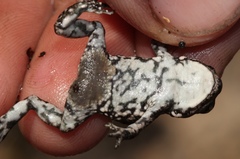 Capensibufo tradouwi