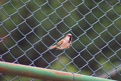 Passer domesticus
