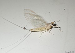 Maccaffertium mediopunctatum