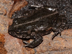 Capensibufo tradouwi