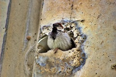 Passer domesticus