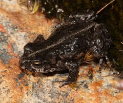 Capensibufo tradouwi