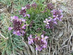 Erysimum baeticum