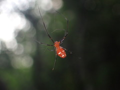 Argyrodes miniaceus