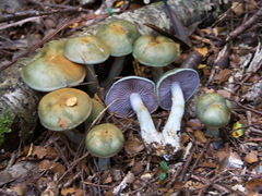 Cortinarius viridipileatus