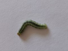 Operophtera fagata