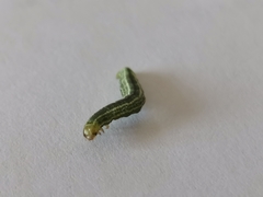 Operophtera fagata