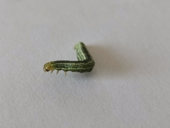 Operophtera fagata