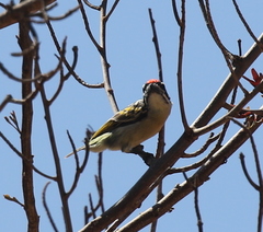Pogoniulus pusillus