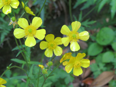 Ranunculus japonicus