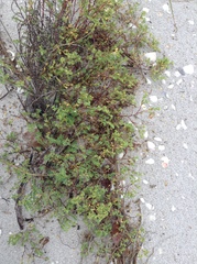 Euphorbia mesembryanthemifolia image