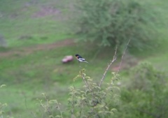 Pericrocotus erythropygius