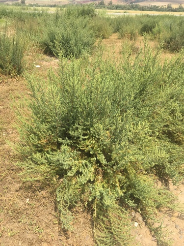 Shrubby Seablite