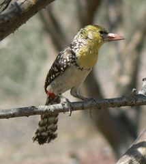 Trachyphonus margaritatus