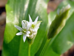 Allium ursinum