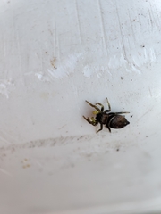 Salticinae