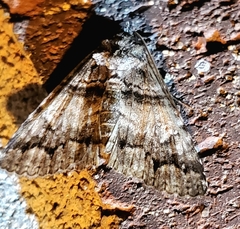 Metria amella