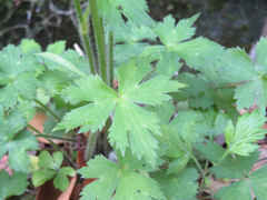 Ranunculus japonicus