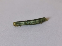 Operophtera fagata