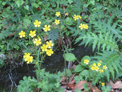 Ranunculus japonicus