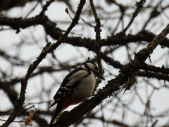 Dendrocopos major