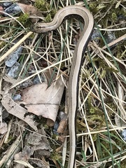 Anguis fragilis
