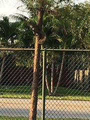 Sciurus carolinensis