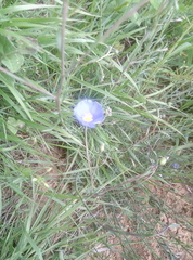 Linum perenne