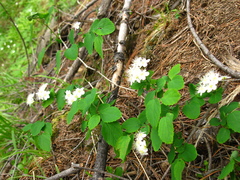 Spiraea flexuosa