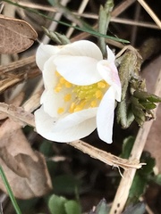 Anemonoides nemorosa