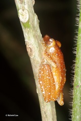 Nyctixalus pictus