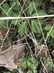 Anemonoides nemorosa