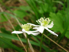 Anemonastrum baicalense