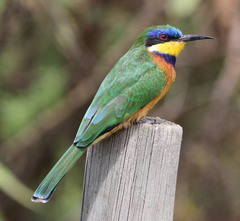 Merops lafresnayii