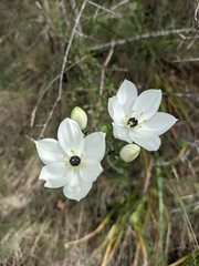 Ornithogalum arabicum