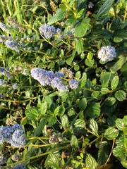 Ceanothus thyrsiflorus griseus