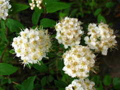 Spiraea flexuosa