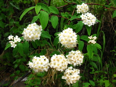 Spiraea flexuosa